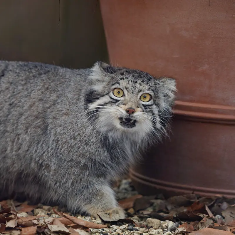 埼玉県こども動物自然公園のオトの写真