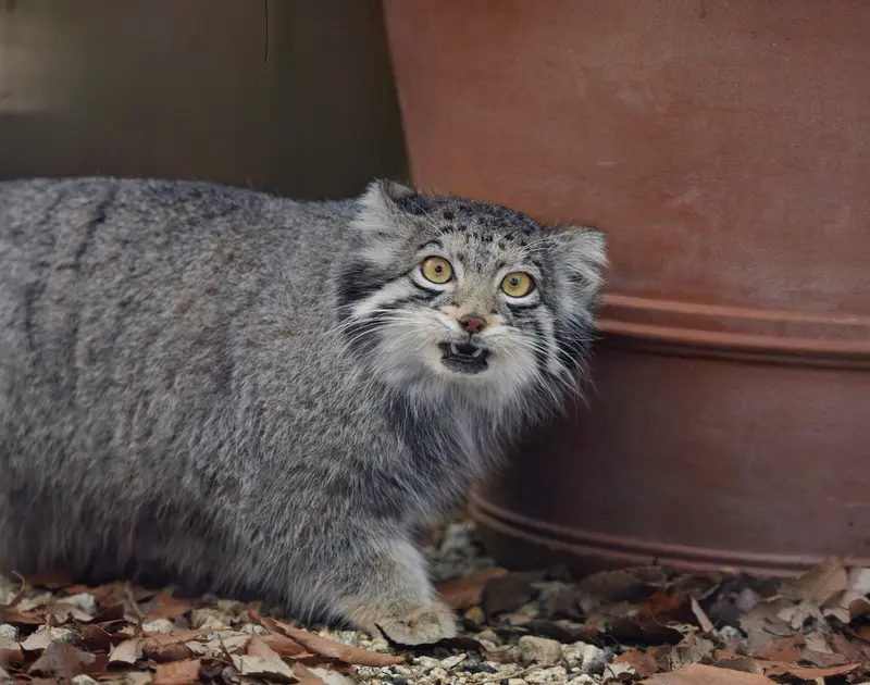 埼玉県こども動物自然公園のオトの写真