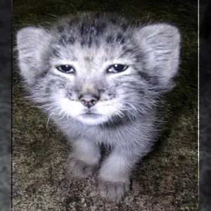 レニングラード動物園のスノークの写真