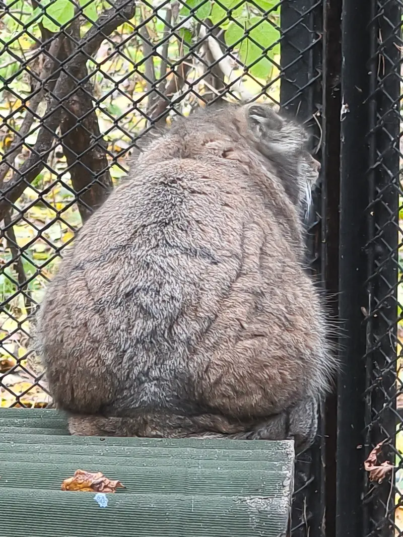 ノヴォシビルスク動物園のラストチカの写真