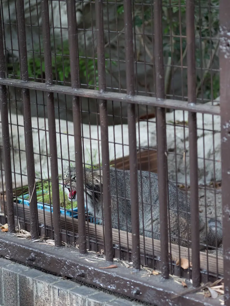 野毛山動物園のフィーガの写真