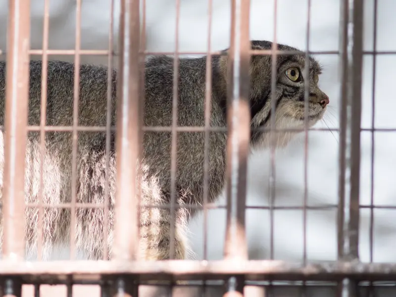 野毛山動物園のフィーガの写真