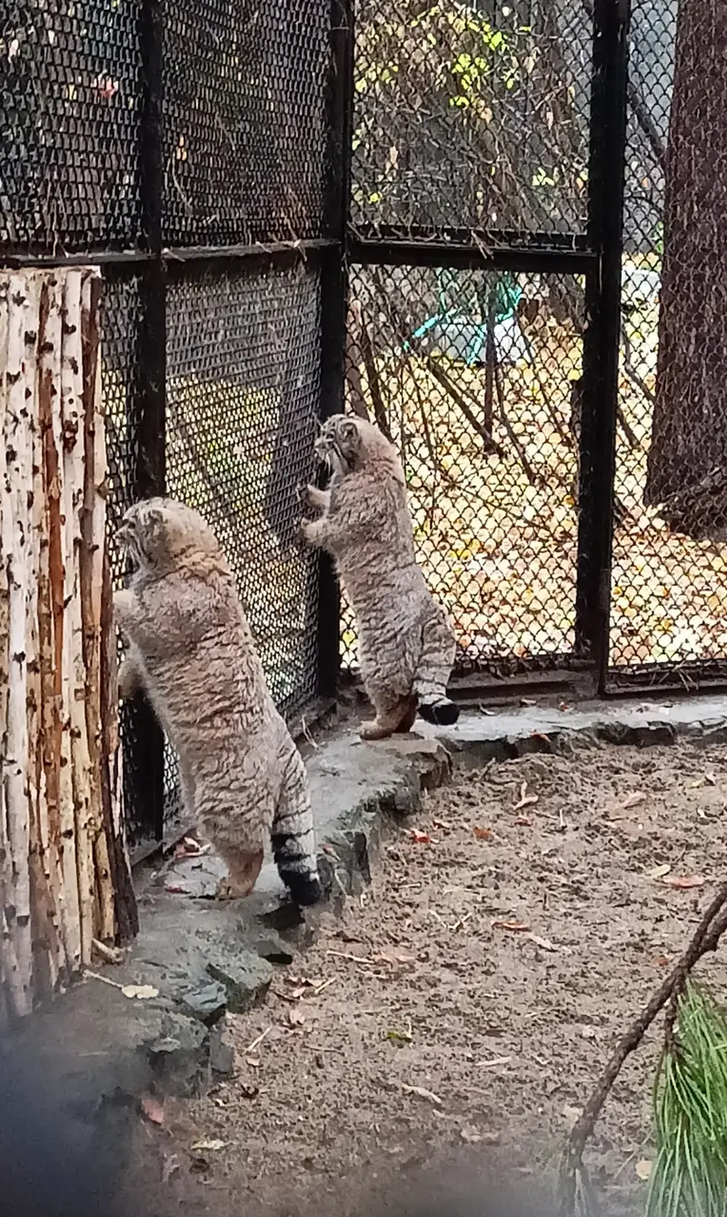 ノヴォシビルスク動物園のマヌルネコの写真