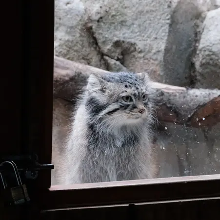 コロンバス動物園・水族館のティーナの写真