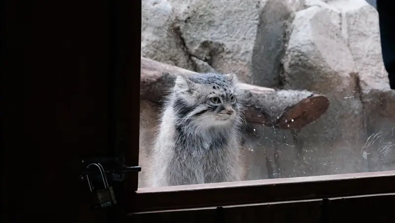 コロンバス動物園・水族館のティーナの写真