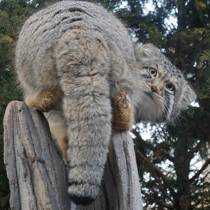 那須どうぶつ王国のナゴムの写真