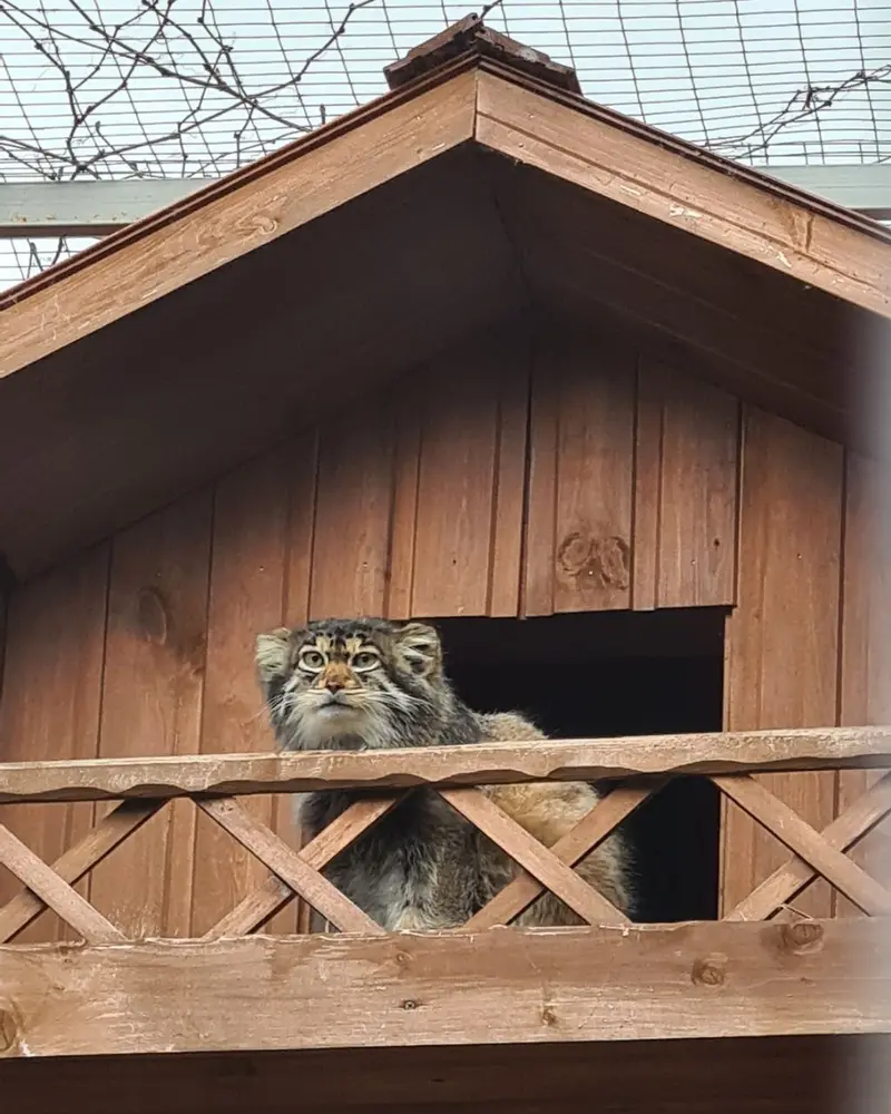マヌルネコの写真
