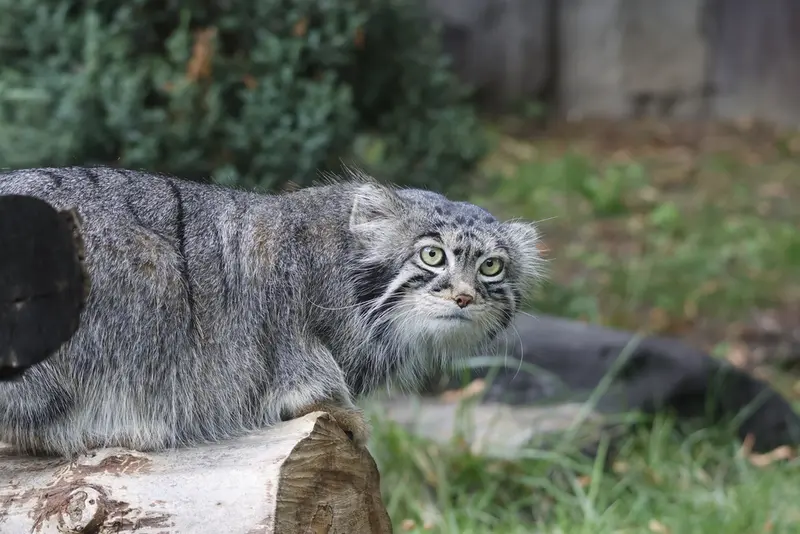 モスクワ動物園のティモフェイの写真