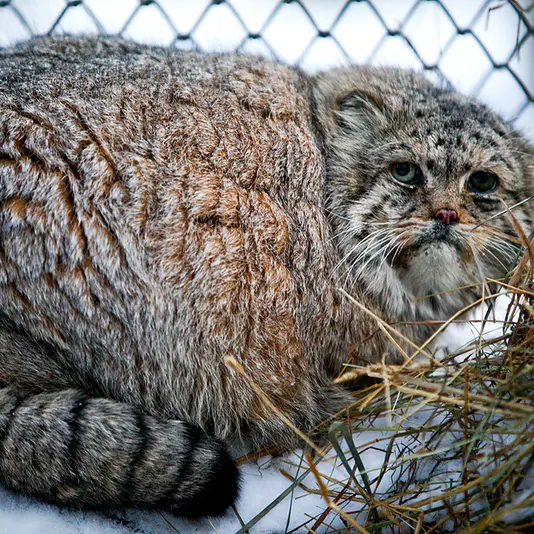 ノヴォシビルスク動物園のブレイドの写真