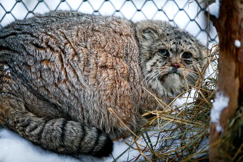 ノヴォシビルスク動物園のブレイドの写真
