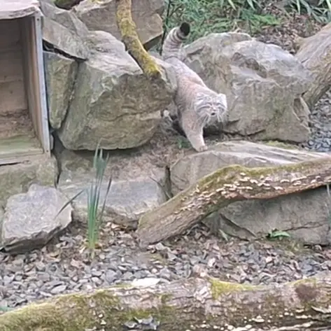 トレゴムール動物園のアルタイの写真