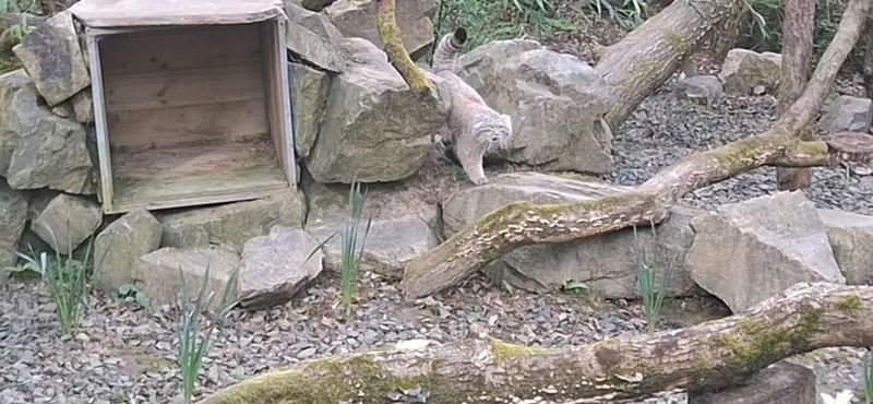 トレゴムール動物園のアルタイの写真