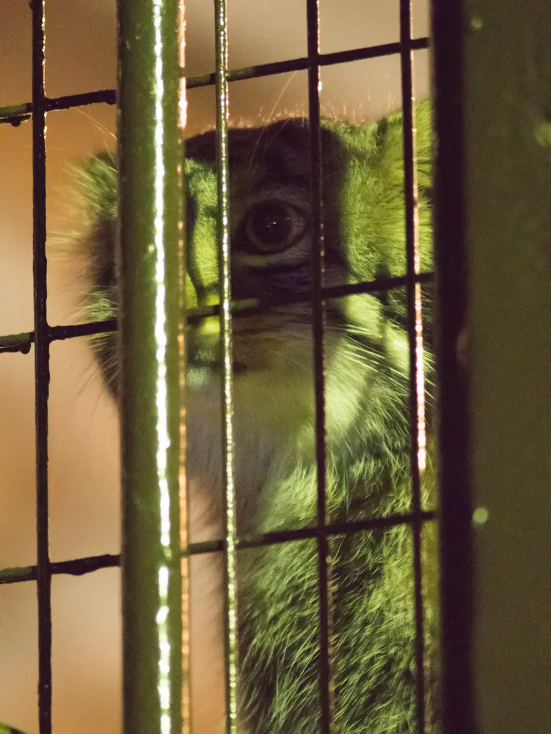 野毛山動物園のフィーガの写真