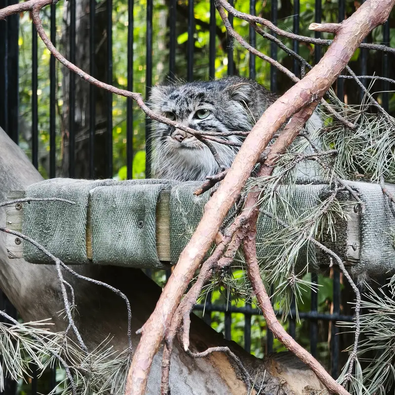 ノヴォシビルスク動物園のガビの写真