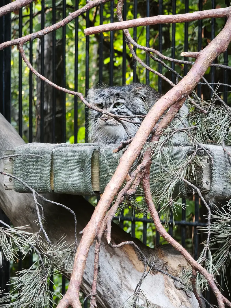 ノヴォシビルスク動物園のガビの写真