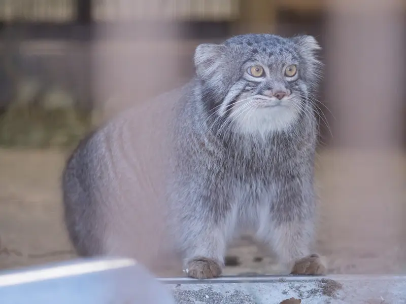 野毛山動物園のフィーガの写真