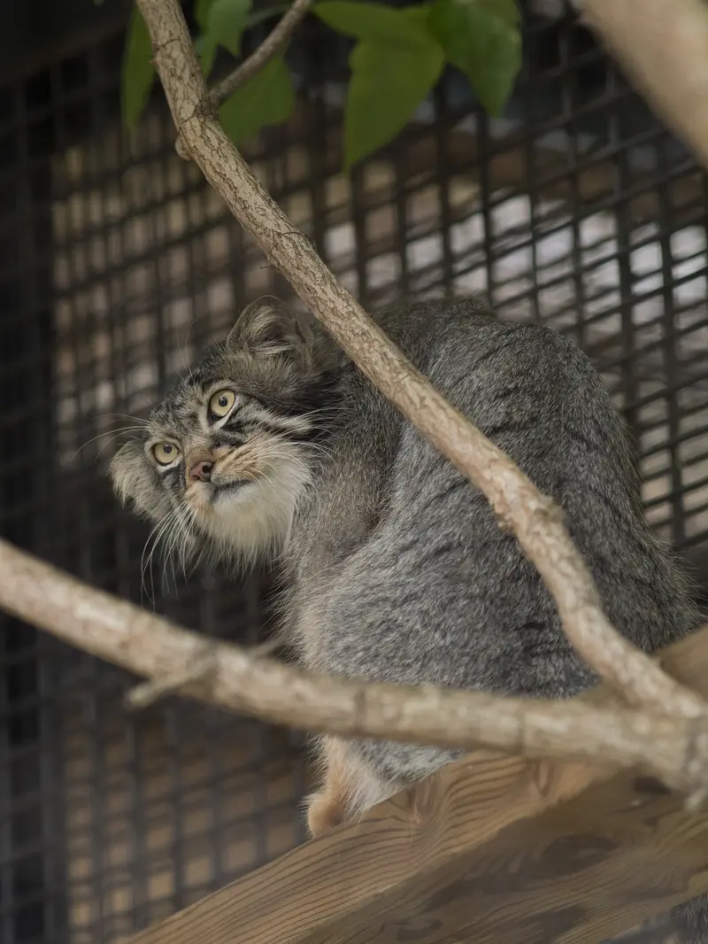 旭山動物園のヒデの写真