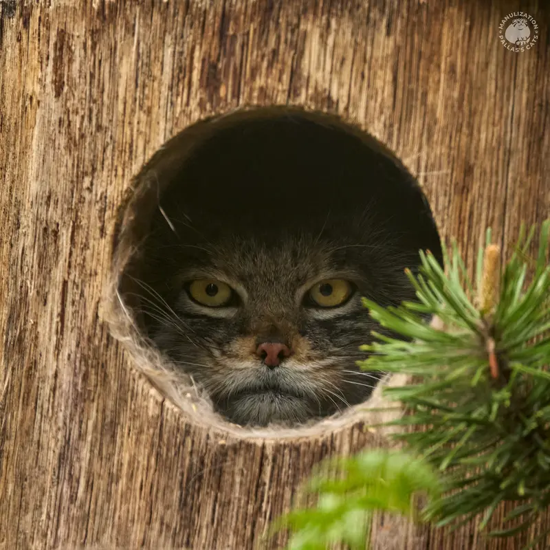 ヘラブルン動物園のプルシの写真