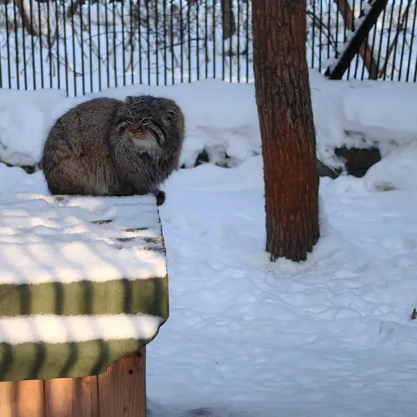 ノヴォシビルスク動物園のレオンの写真