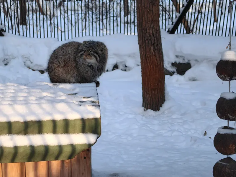 ノヴォシビルスク動物園のレオンの写真
