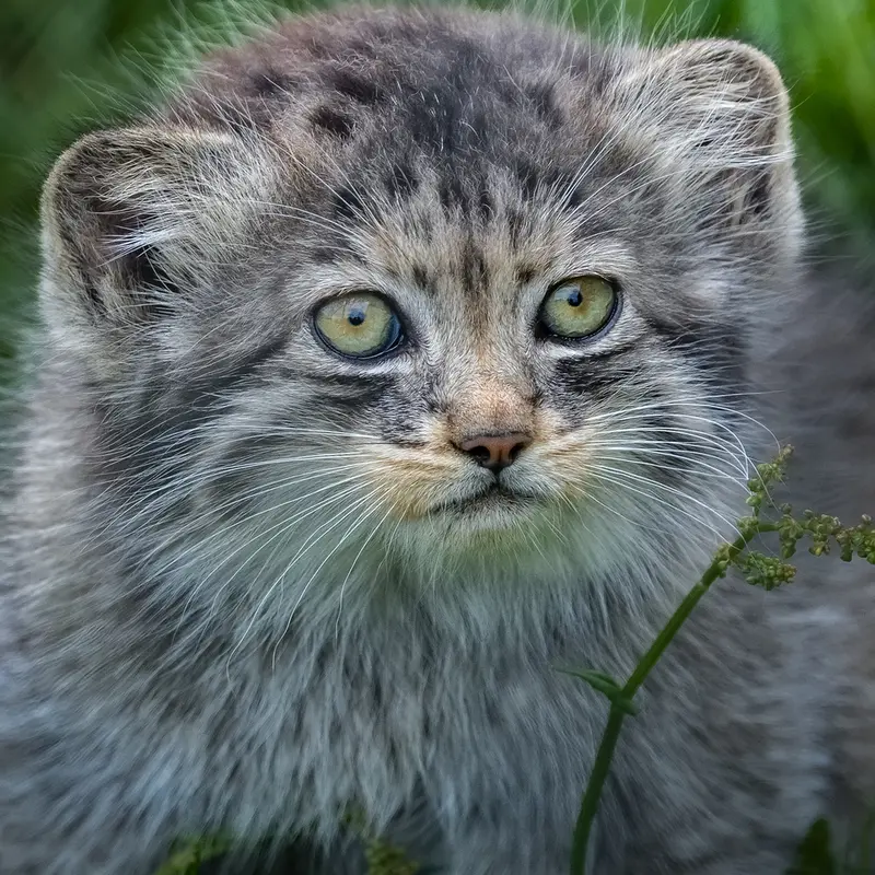 ポート・リムプネ・ワイルド・アニマル・パークのナムーの子猫 b. 2026 Ⅰの写真