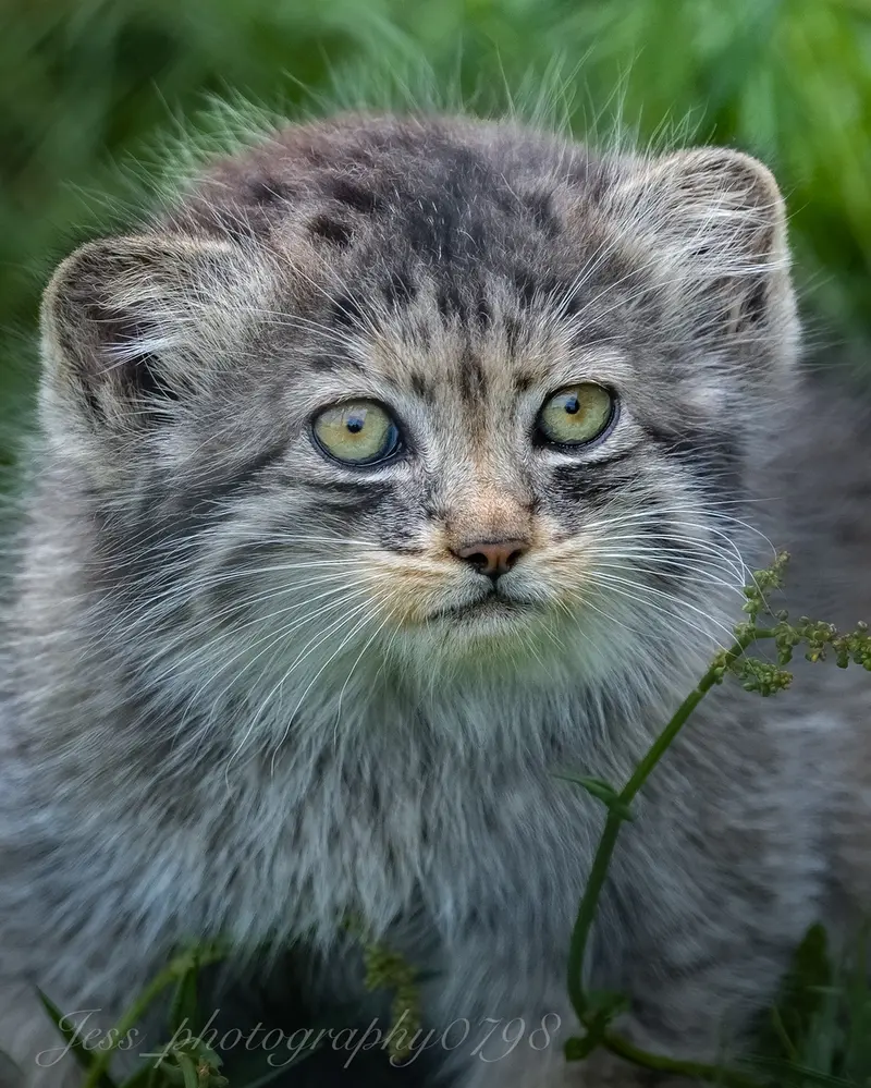 ポート・リムプネ・ワイルド・アニマル・パークのナムーの子猫 b. 2026 Ⅰの写真