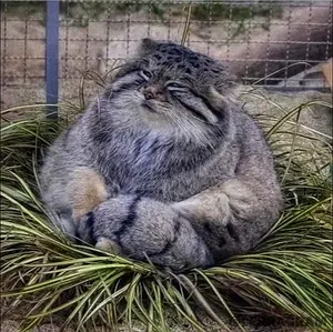 マヌルネコの写真