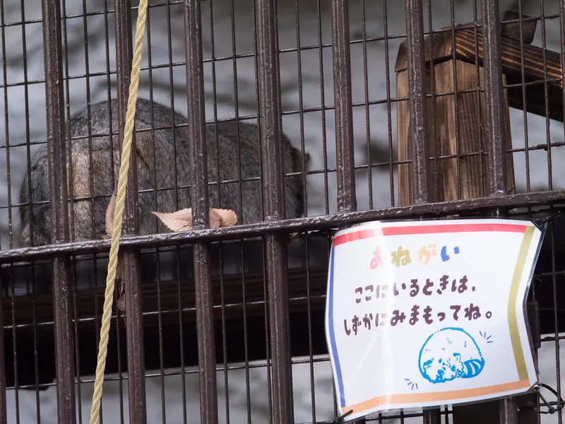 野毛山動物園のフィーガの写真