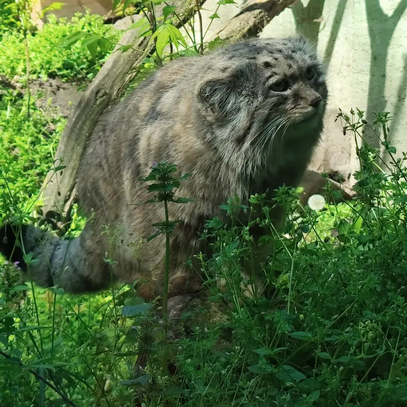 ブダペスト動物園＆植物園のボフスの写真