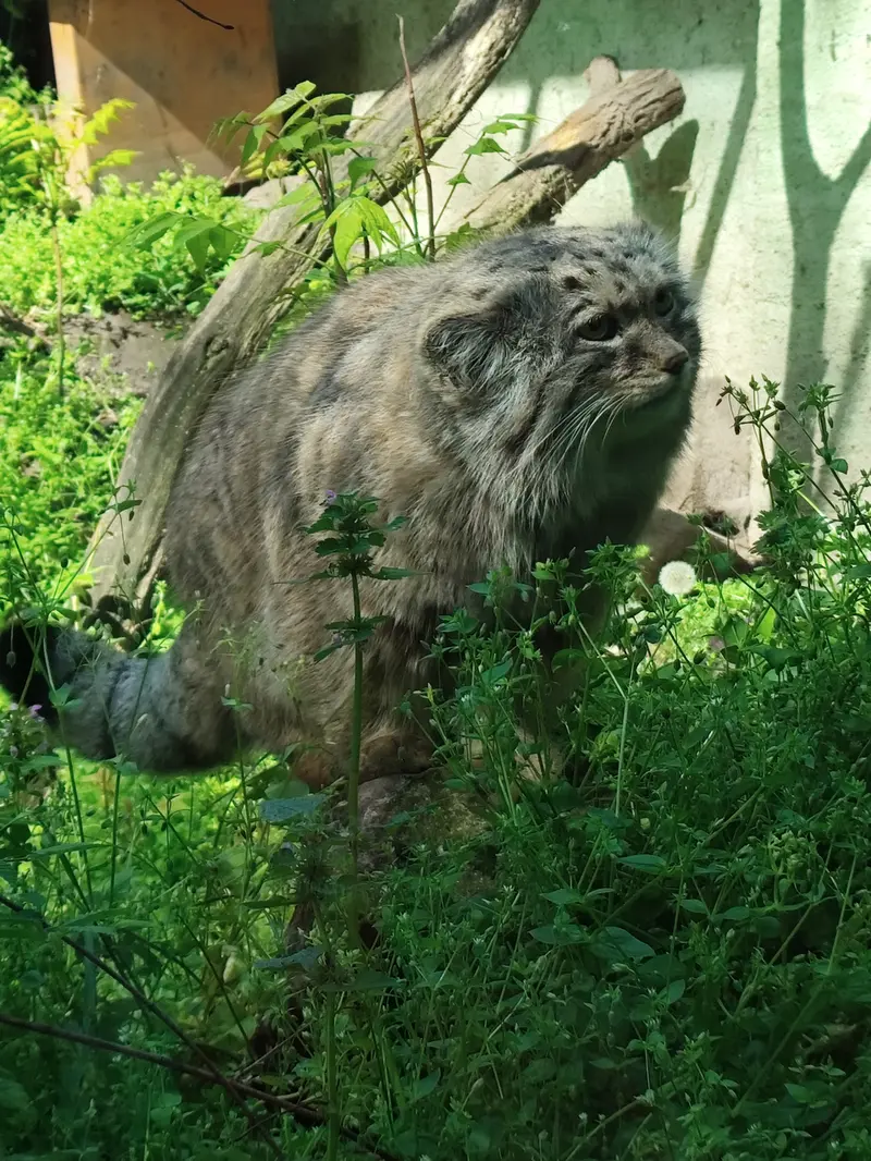 ブダペスト動物園＆植物園のボフスの写真