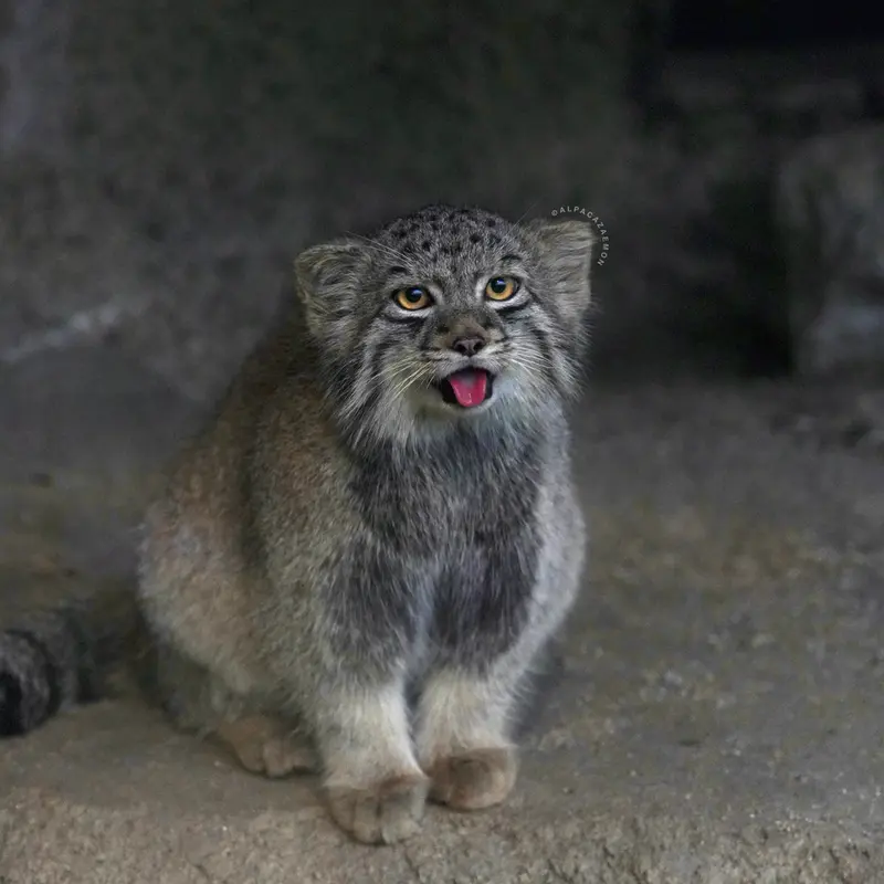 神戸どうぶつ王国のハクの写真