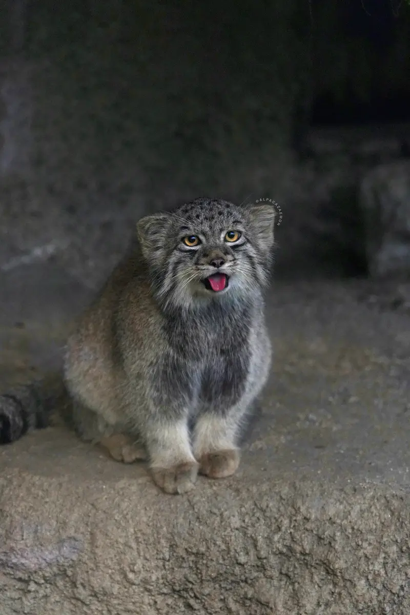 神戸どうぶつ王国のハクの写真
