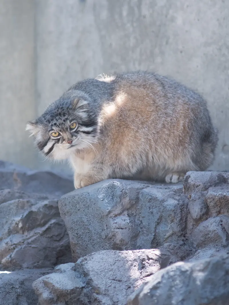 旭山動物園のグルーシャの写真