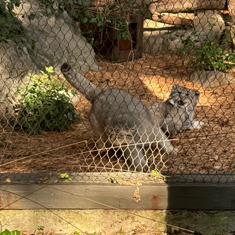 プロスペクト・パーク動物園のサルナイとバトゥの写真
