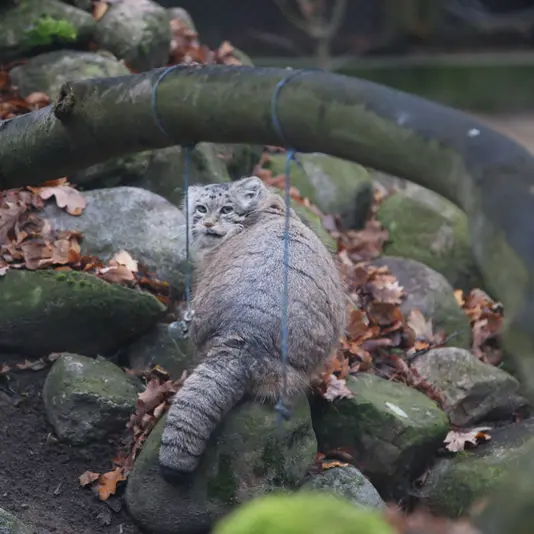 ポズナン新動物園のマニアの写真
