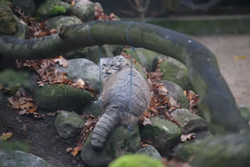 ポズナン新動物園のマニアの写真