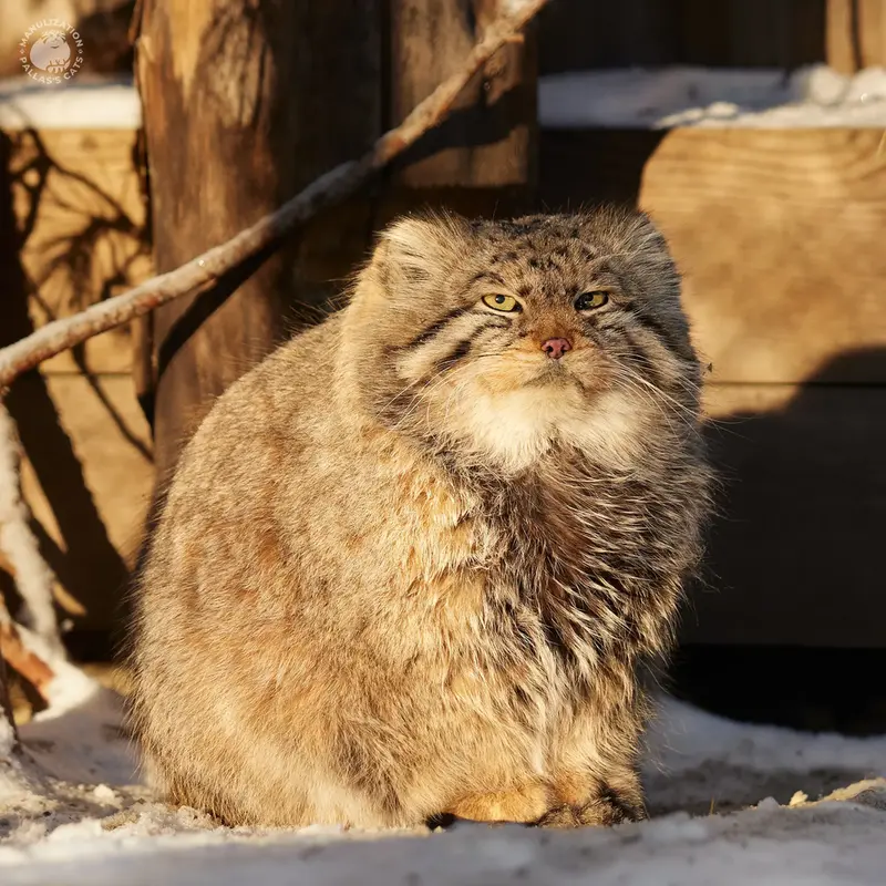 ノヴォシビルスク動物園のゼレノゴルスクの写真