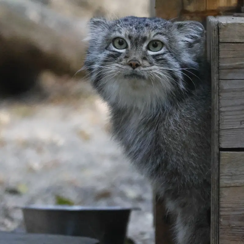 ノヴォシビルスク動物園のスネジャナの写真