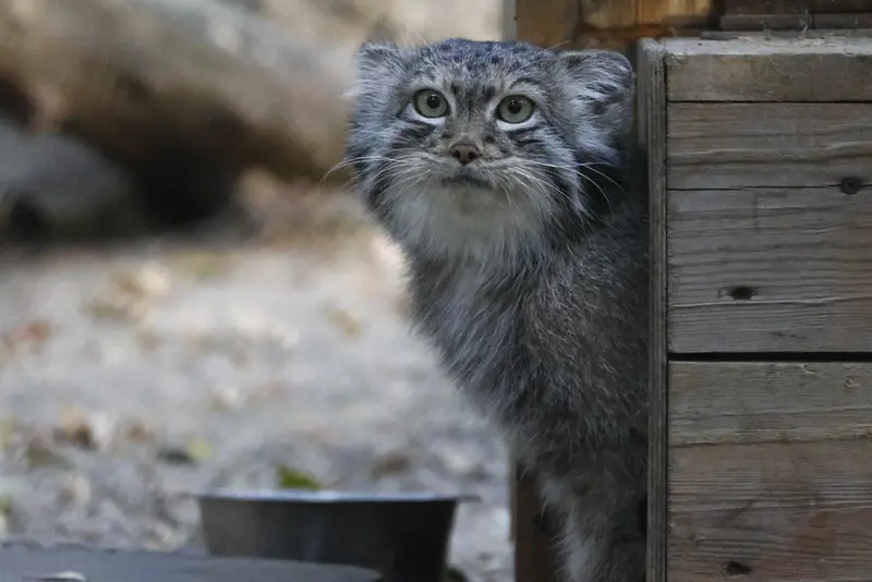 ノヴォシビルスク動物園のスネジャナの写真