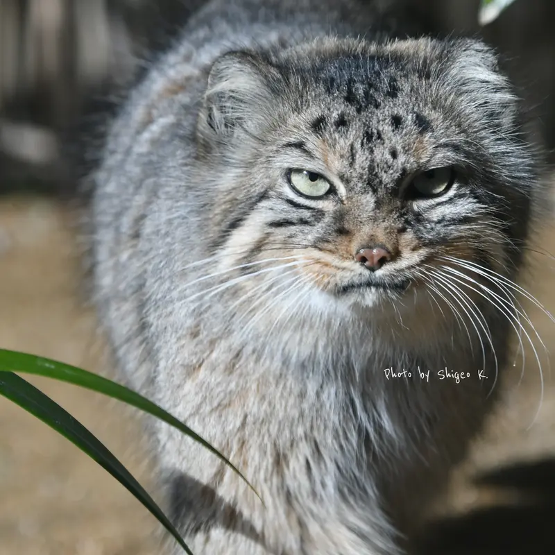 神戸市立王子動物園のペッキーの写真