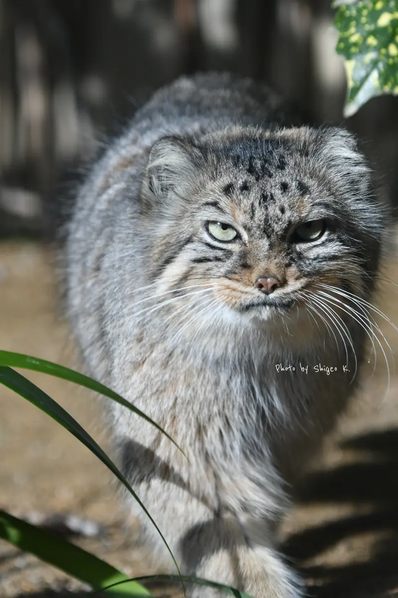神戸市立王子動物園のペッキーの写真