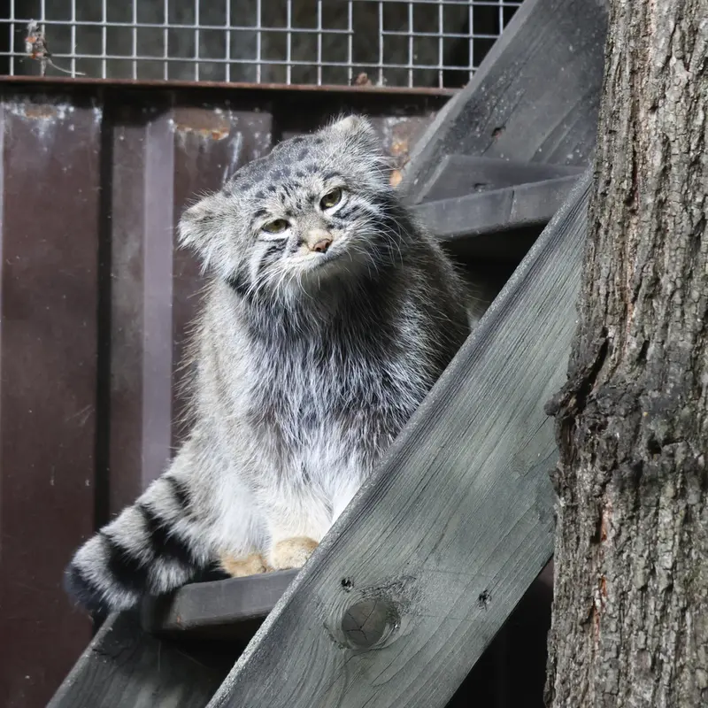モスクワ動物園のティモフェイの写真