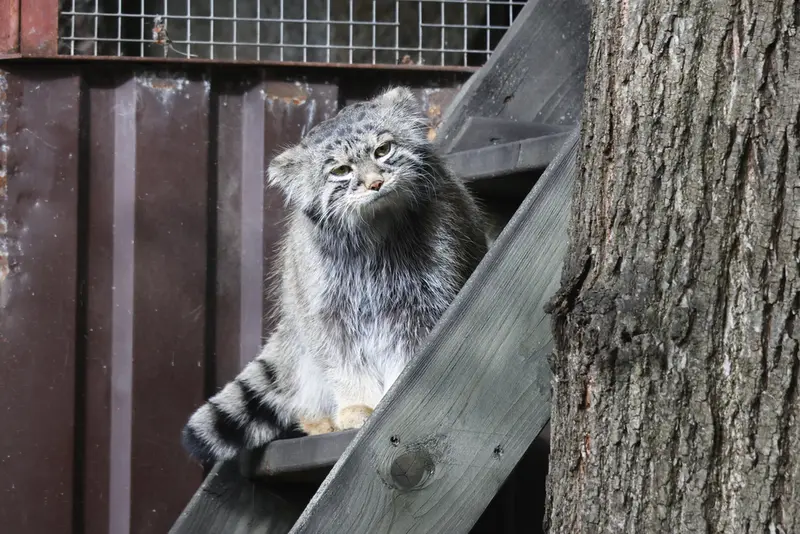 モスクワ動物園のティモフェイの写真