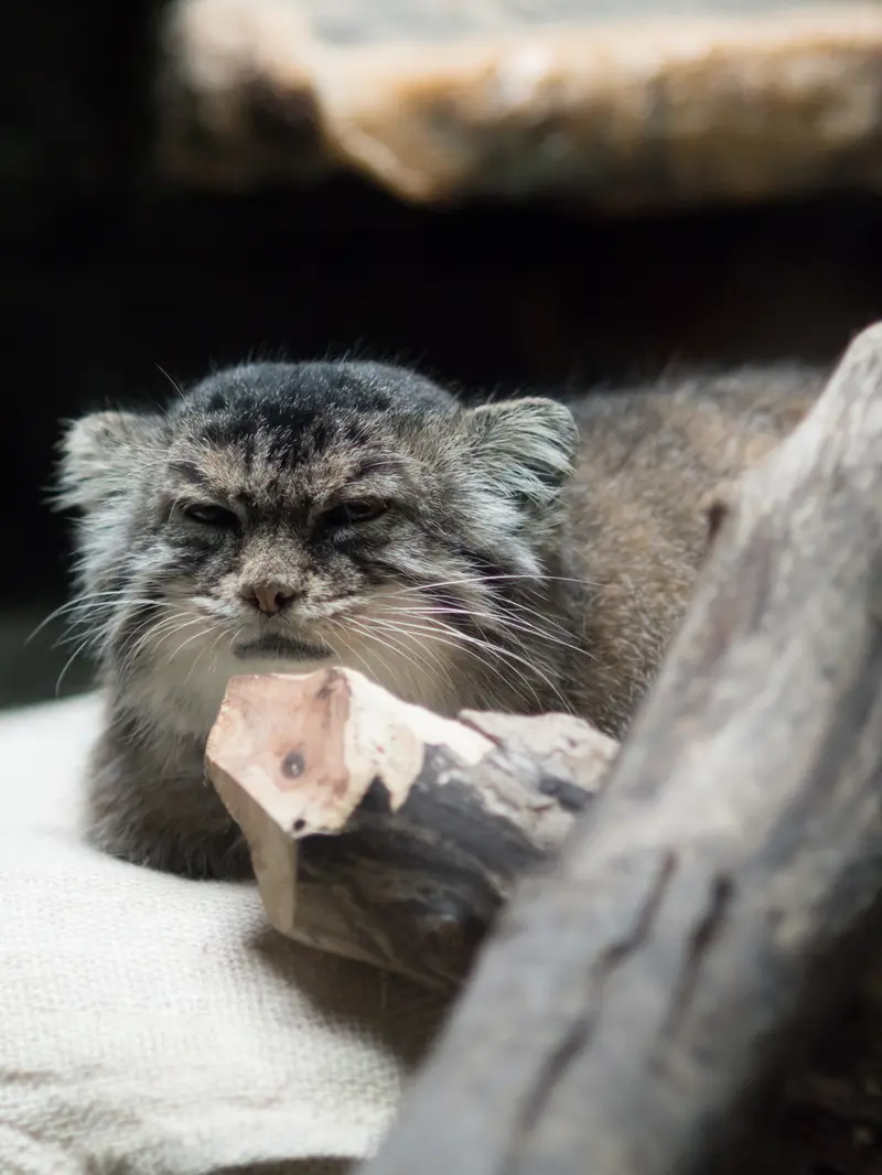 恩賜上野動物園のプリームラの写真