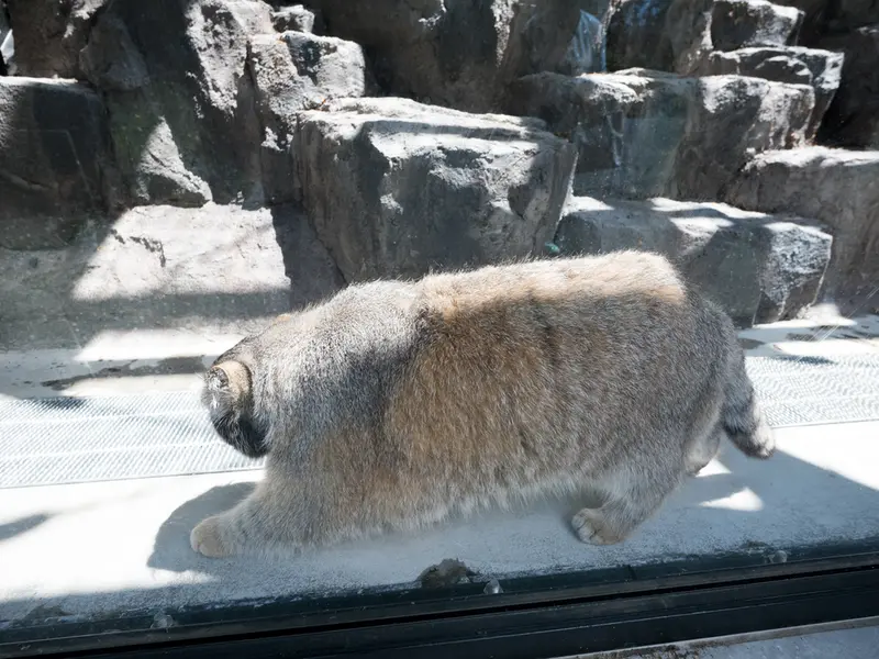 旭山動物園のグルーシャの写真