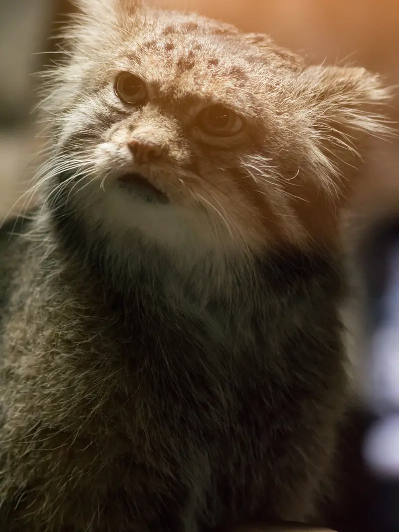 恩賜上野動物園のクリョンの写真