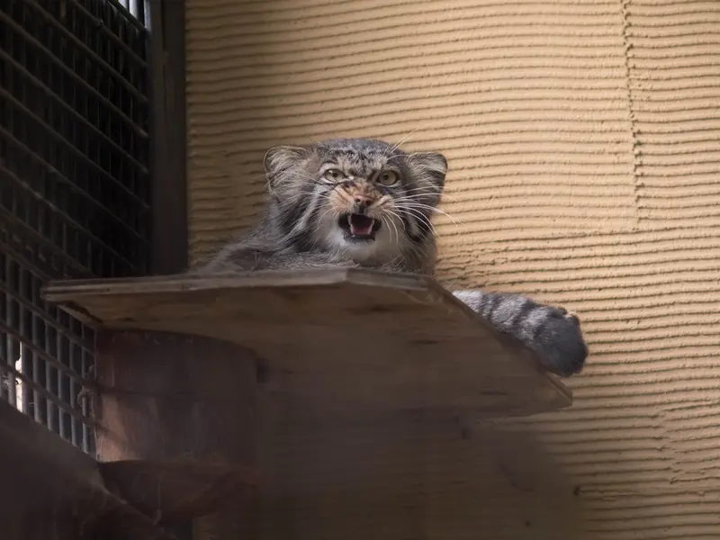旭山動物園のヒデの写真