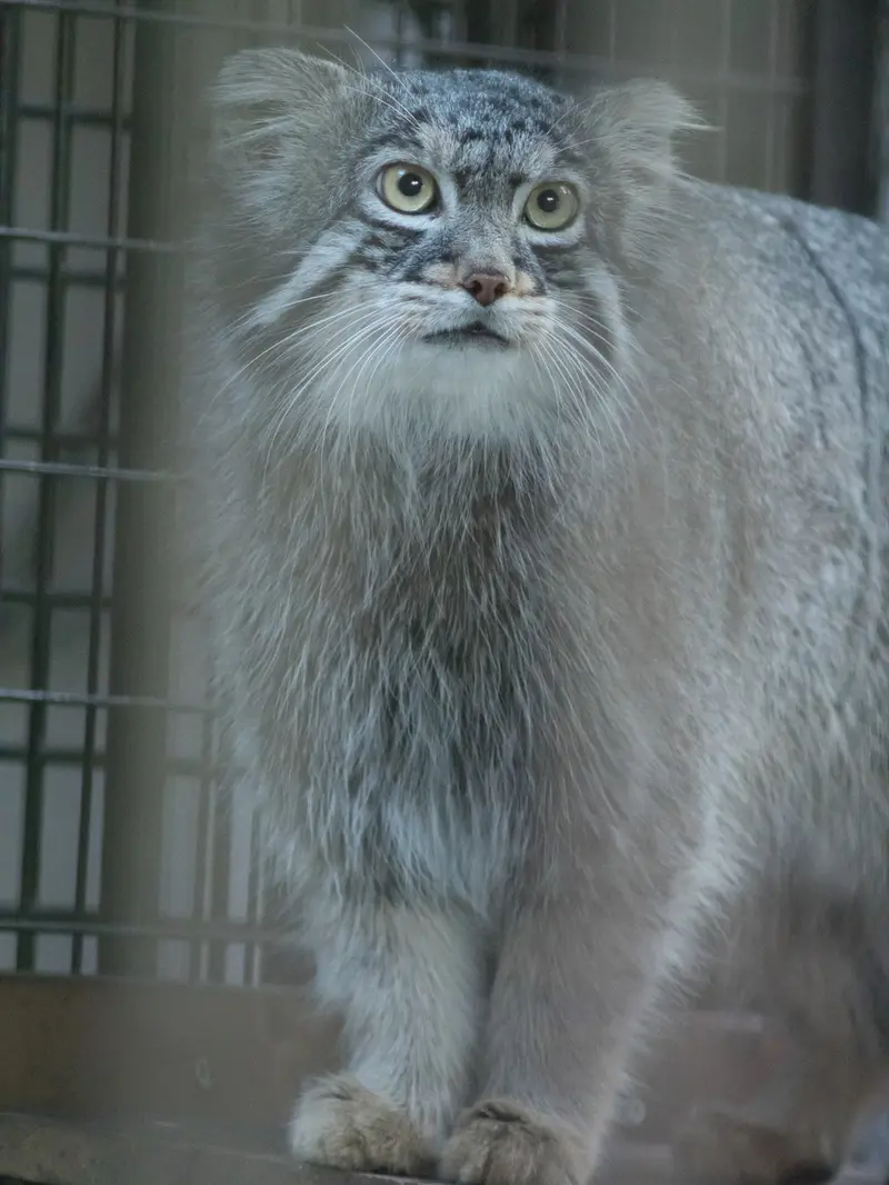 野毛山動物園のフィーガの写真