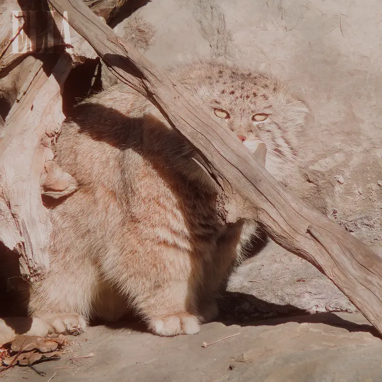 カルガリー動物園 / ワイルダー研究所のオラフの写真