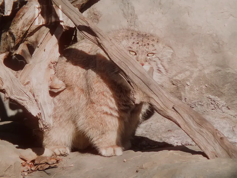 カルガリー動物園 / ワイルダー研究所のオラフの写真